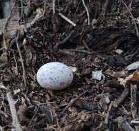 Image of Rufous Nightjar