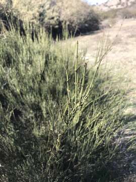 Ephedra chilensis C. Presl的圖片