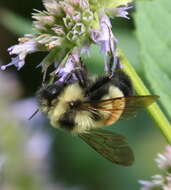 Image of Rusty patched bumble bee