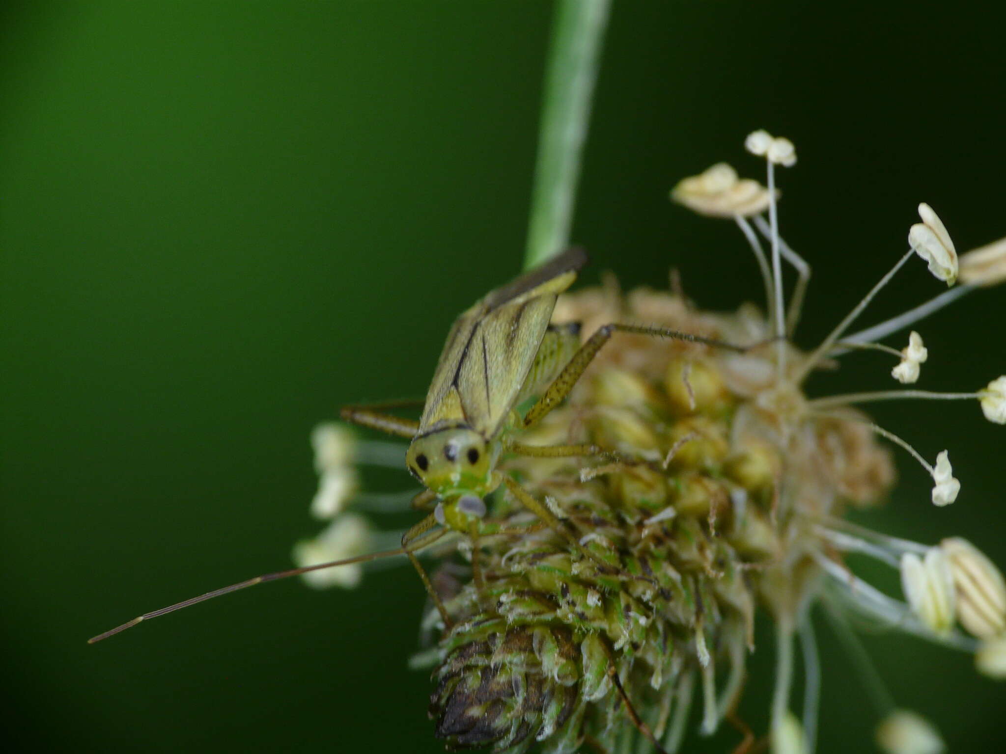 Image of Adelphocoris quadripunctatus (Fabricius 1794)