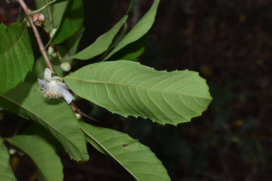 Image of Doliocarpus sessiliflorus Mart.