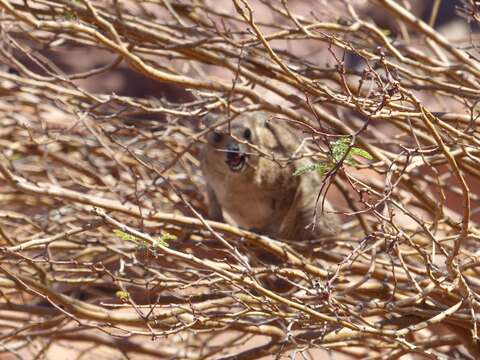 Image of Procavia capensis welwitschii (Gray 1868)