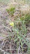 Image of Dianthus capitatus Balb. ex DC.