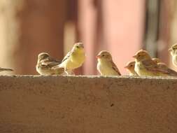 Image of Sudan Golden Sparrow