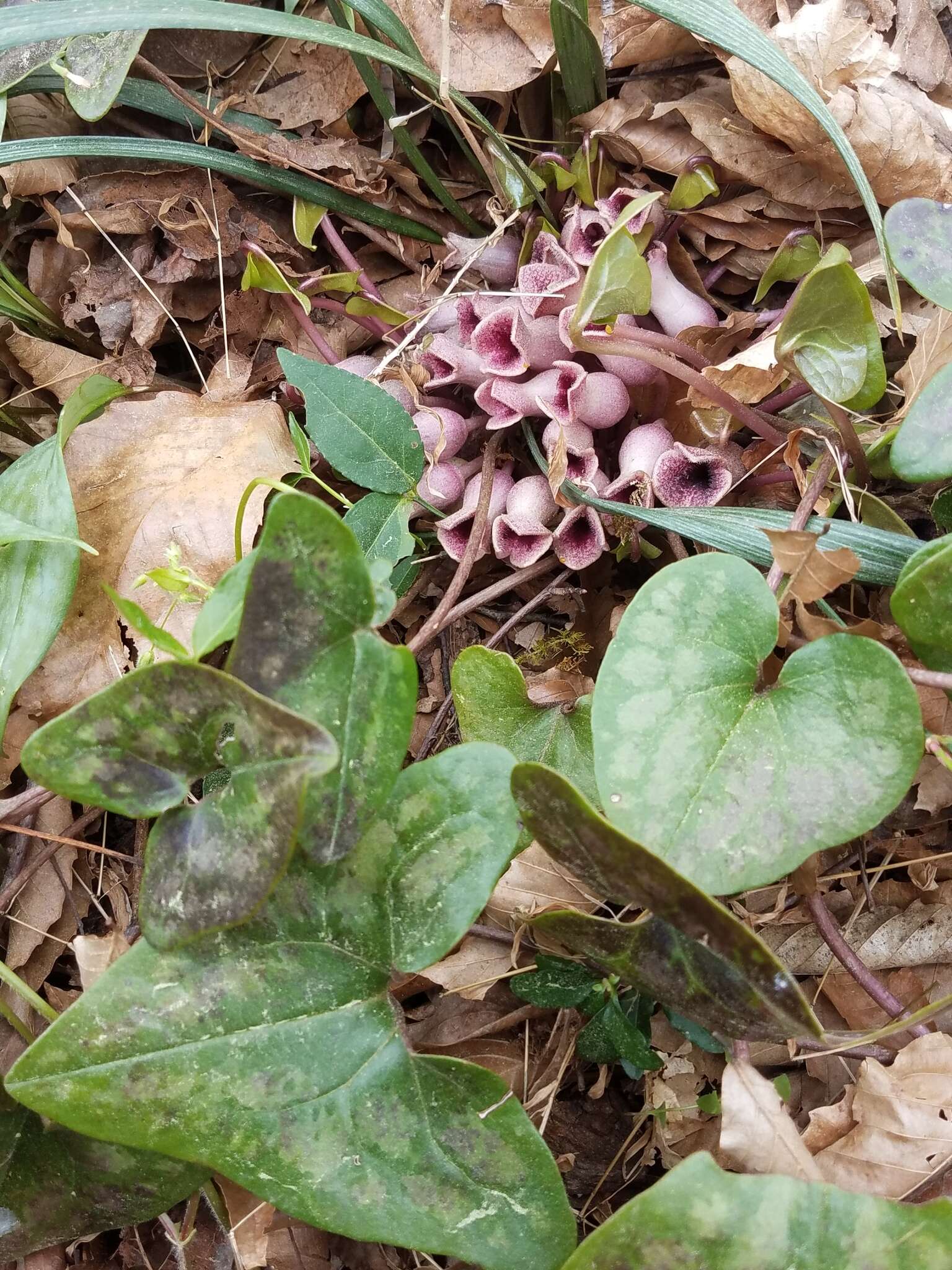 Image of Hexastylis arifolia var. arifolia