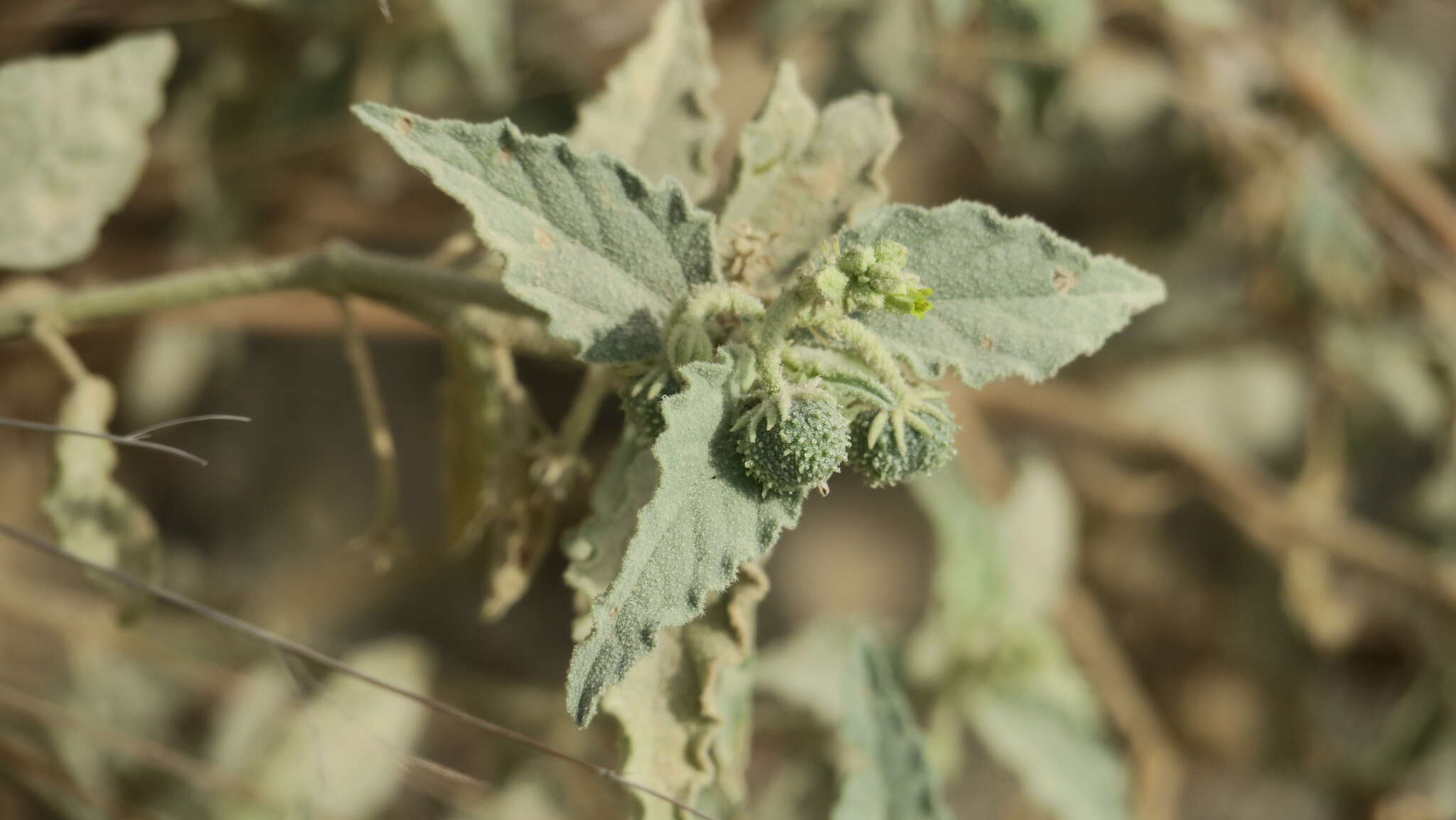 Image of Chrozophora oblongifolia (Delile) A. Juss. ex Spreng.