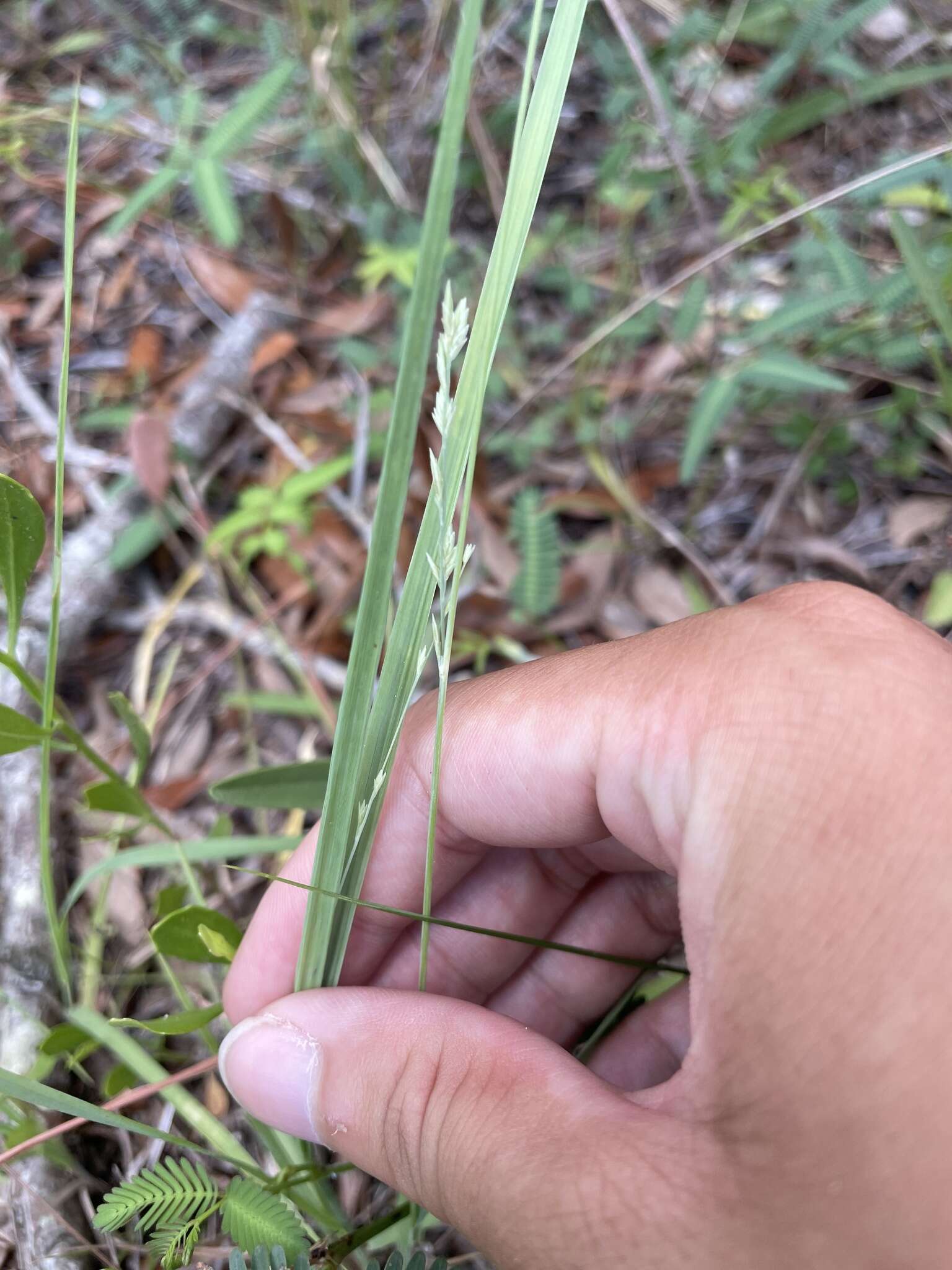 Image of Red Love Grass