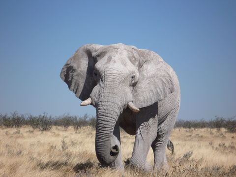 Image of African bush elephant