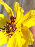 Image of Six-spotted Flower Strangalia