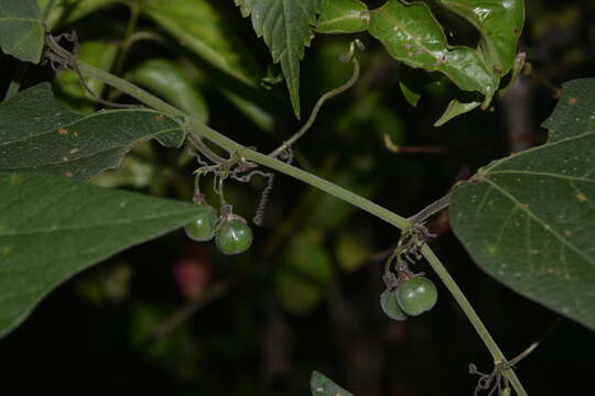 Слика од Passiflora sexflora A. Juss.