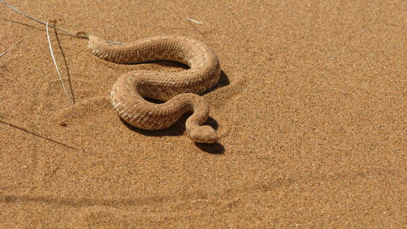 Image of Dwarf Puff Adder