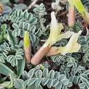 Astragalus humilis Bieb.的圖片