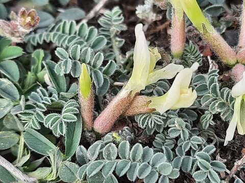 Astragalus humilis Bieb.的圖片