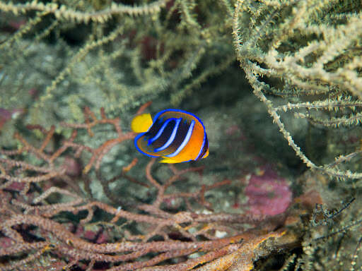 Image of King Angelfish