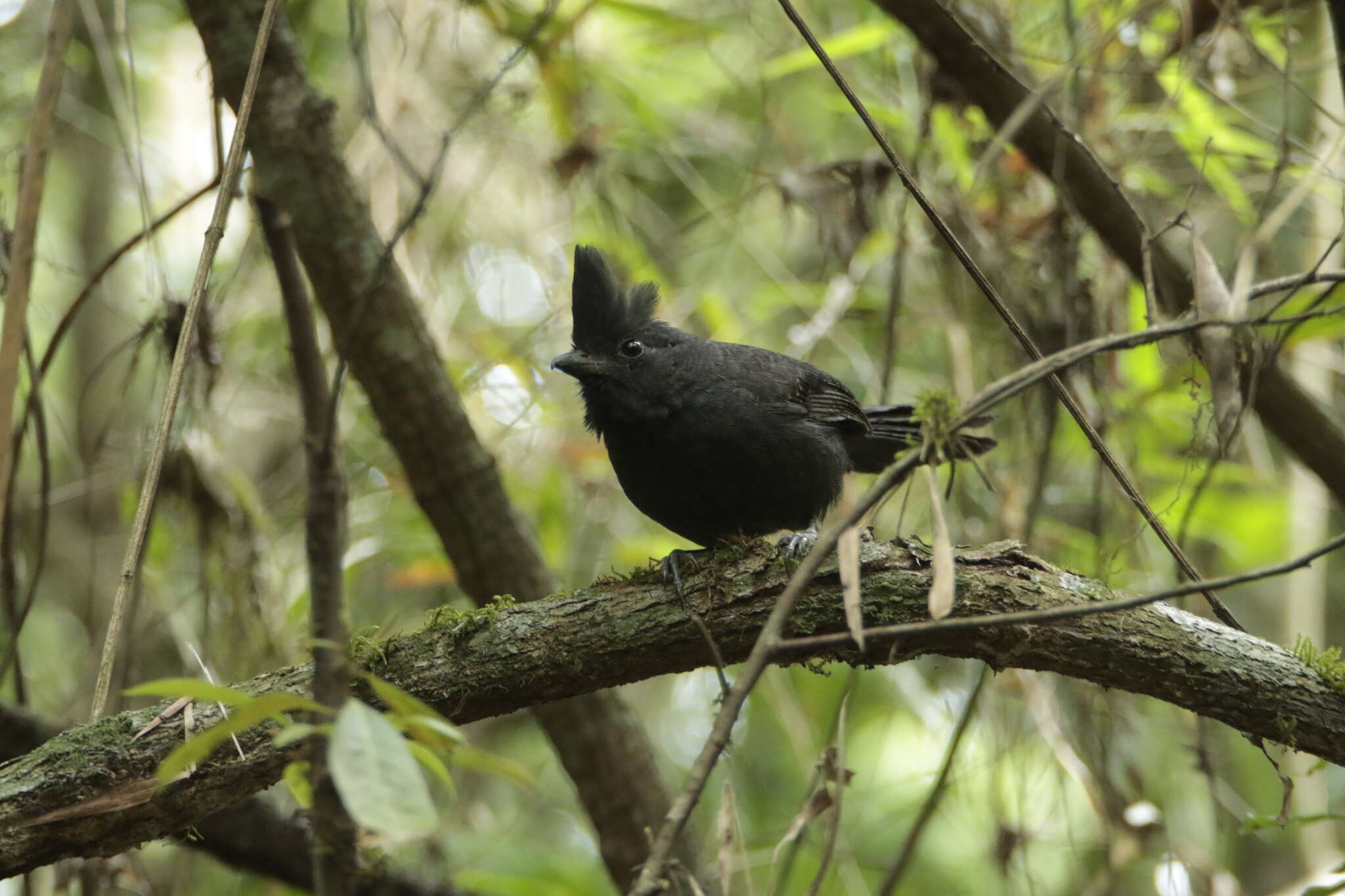 Image of Tufted Antshrike