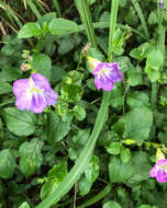 Image of Chinese violet