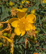 Image of Hypericum balfourii N. K. B. Robson