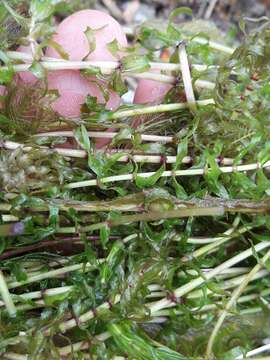 Image of western waterweed