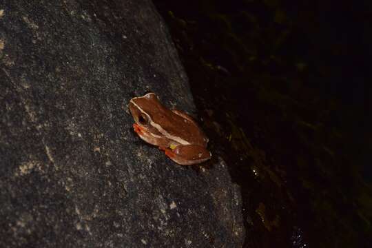 Image of Yellow-striped Reed Frog