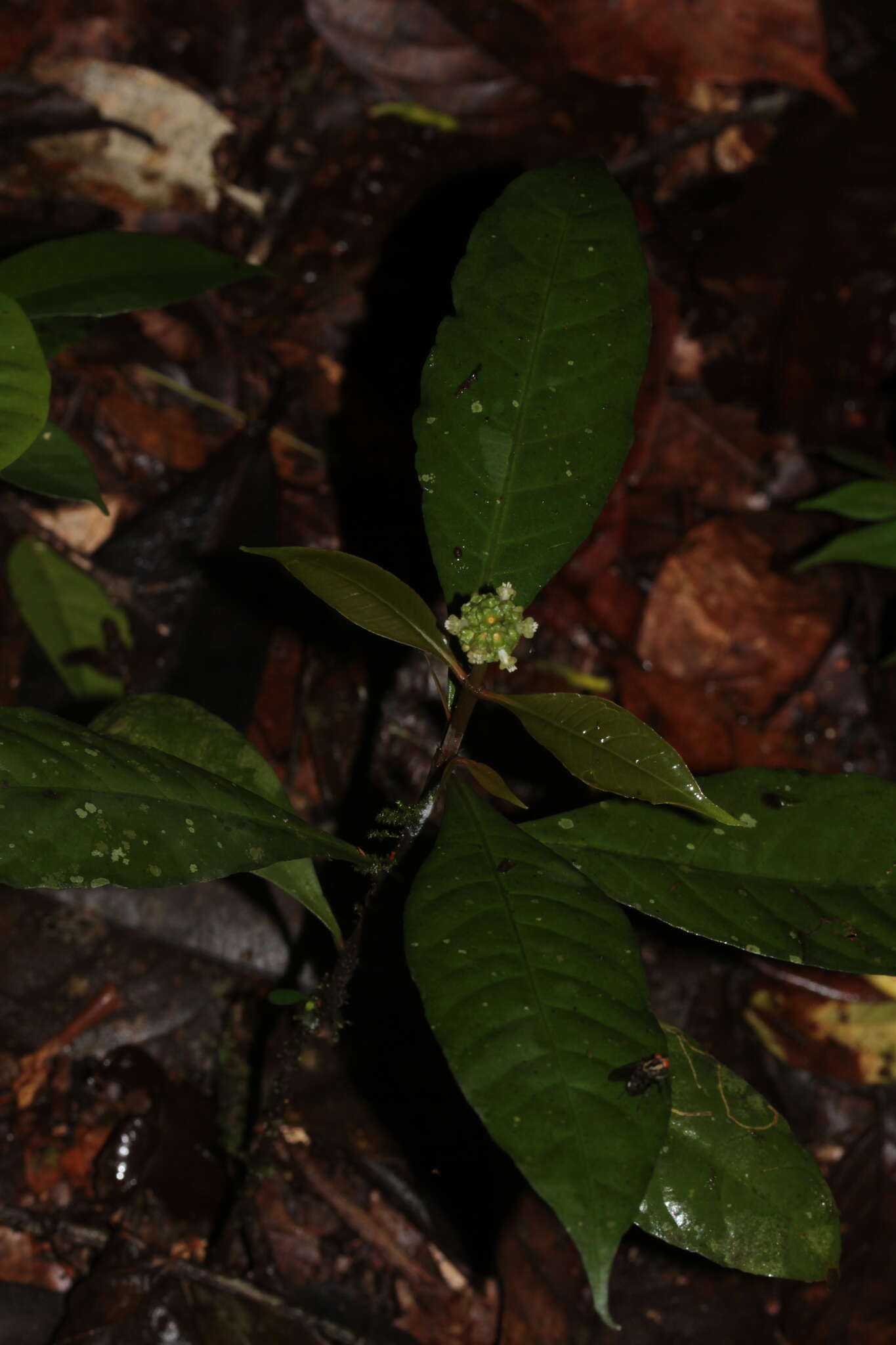 Image of Eumachia guianensis (Bremek.) Delprete & J. H. Kirkbr.