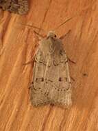 صورة Abagrotis erratica Smith 1890