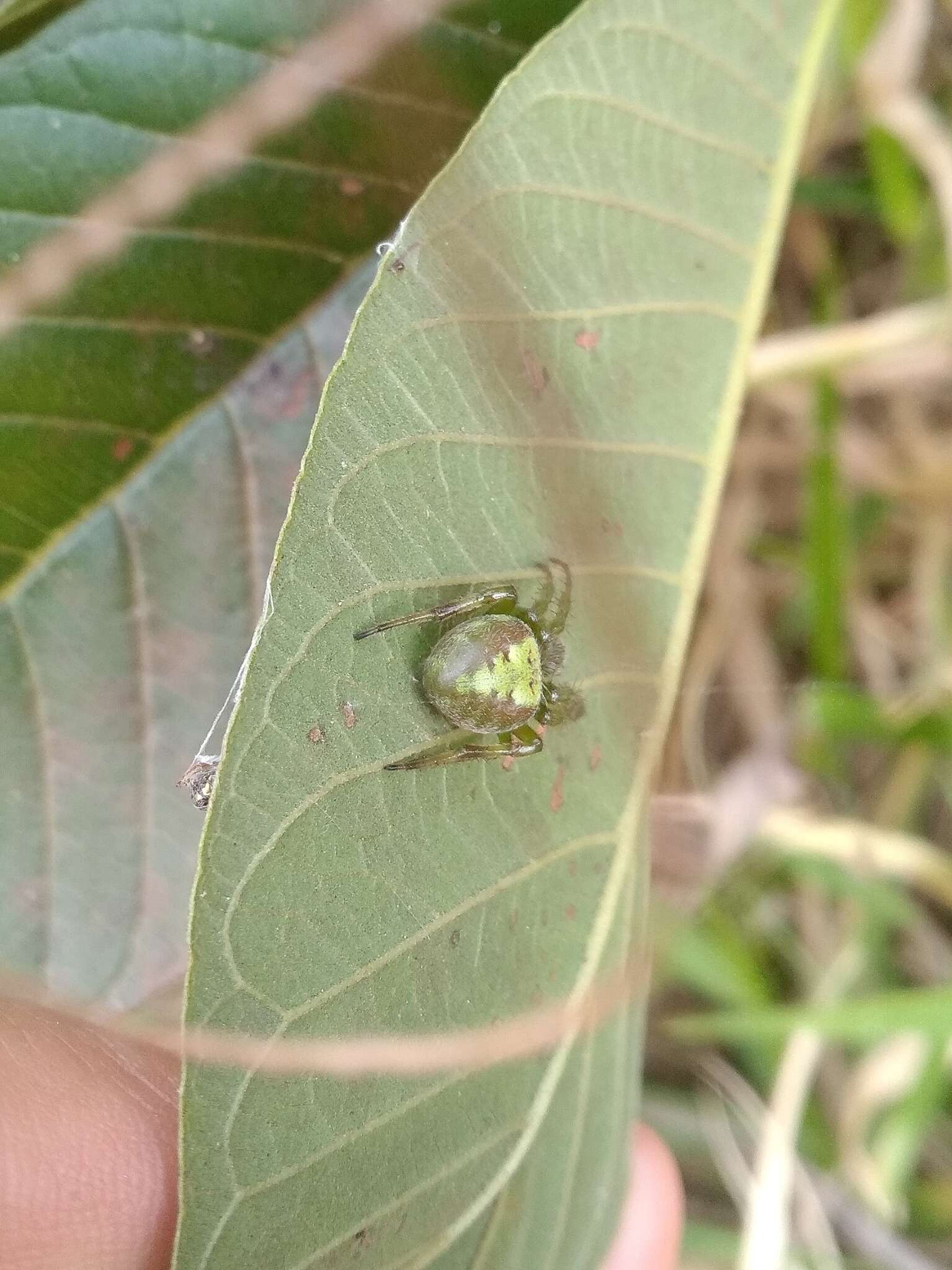 Imagem de Araneus unanimus (Keyserling 1879)