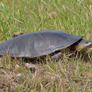 Image of Hilaire’s Side-necked Turtle