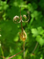 Image of Geranium wakkerstroomianum R. Knuth