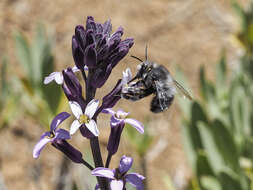 صورة Anthophora alluaudi Pérez 1902