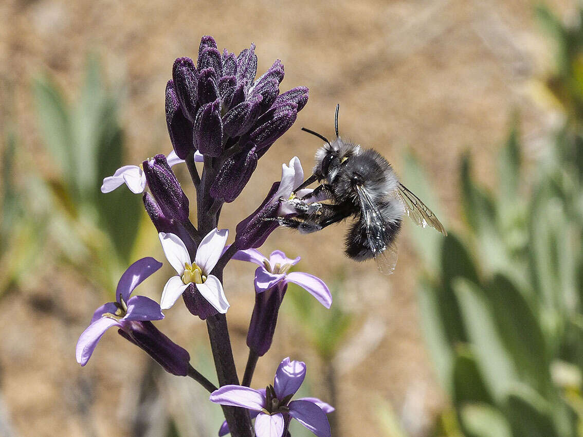 Image of Anthophora alluaudi Pérez 1902