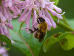 Слика од Bombus consobrinus Dahlbom 1832