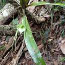 Image of Aeranthes antennophora H. Perrier