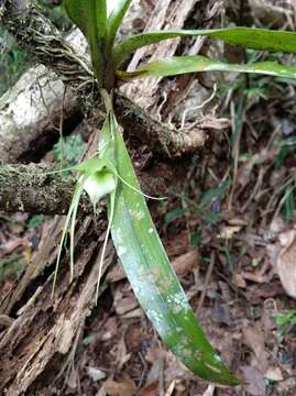 Image of Aeranthes antennophora H. Perrier