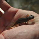 Image of Banded Newt