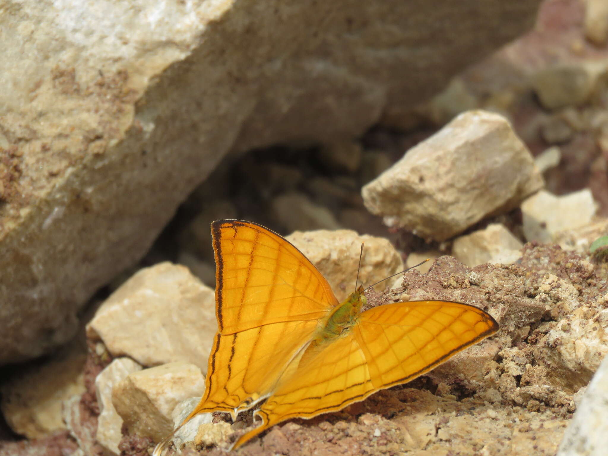 Image of Marpesia harmonia Klug 1836