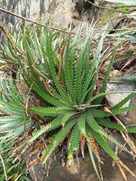 Image of Hechtia myriantha Mez