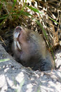 Image of Dune Mole Rats