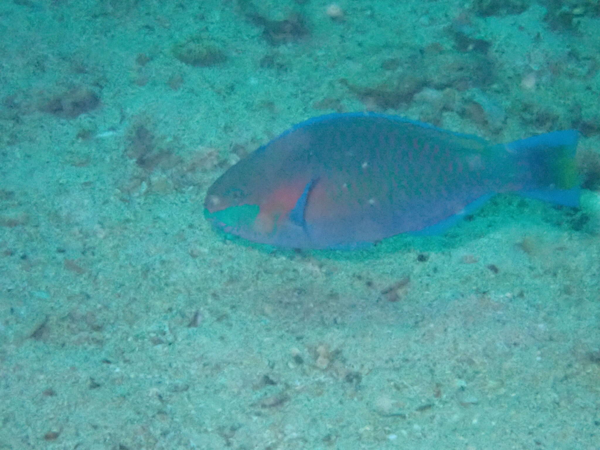 Image of Green-blotched parrotfish