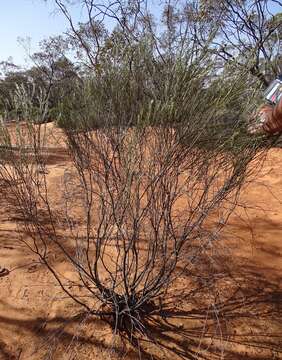 Image of Eremophila scoparia (R. Br.) F. Muell.