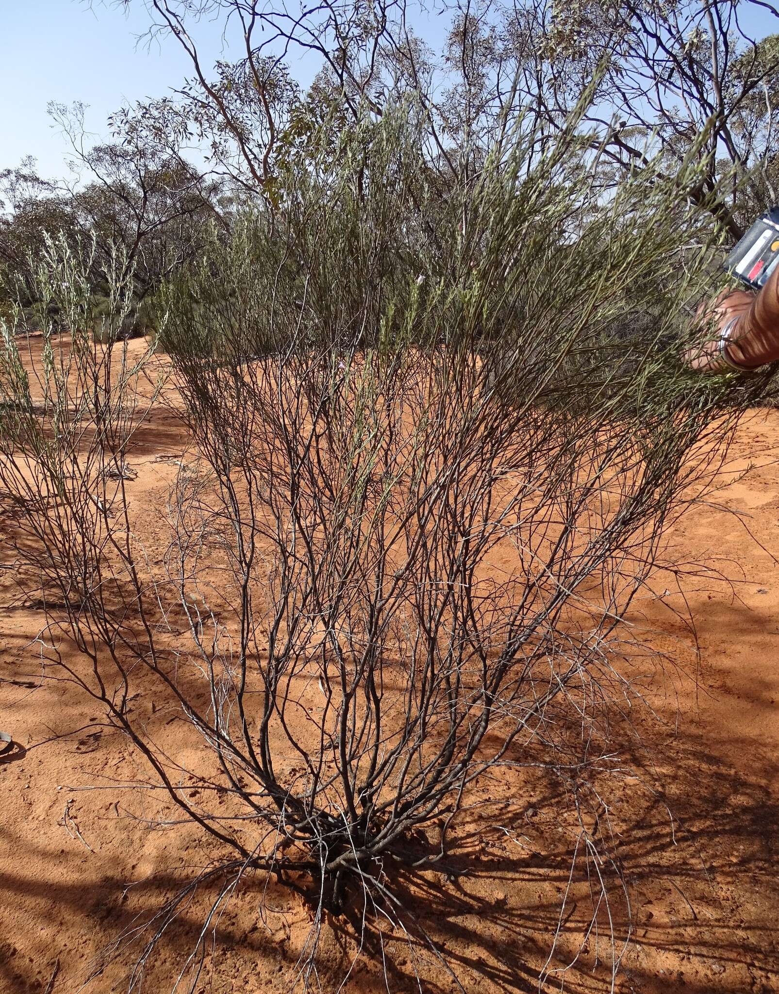 صورة Eremophila scoparia (R. Br.) F. Muell.