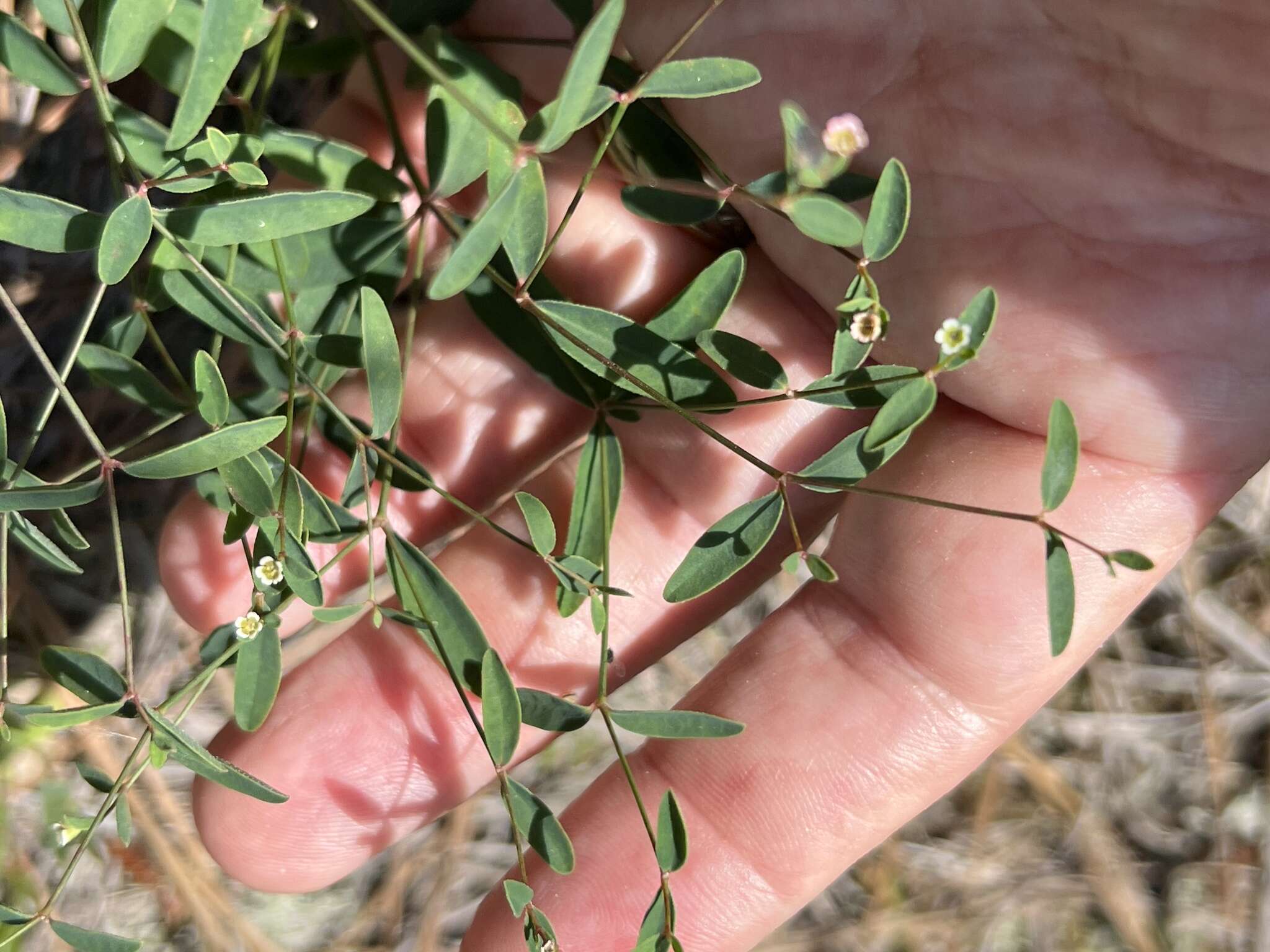 Image of Curtis' Spurge