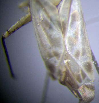 Image of Chlorillus