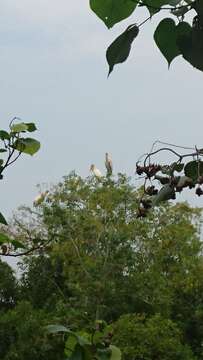 Image of Milky Stork