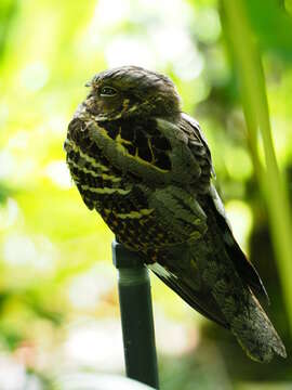 Image of Large-tailed Nightjar