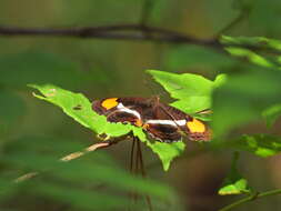 Image of Adelpha donysa