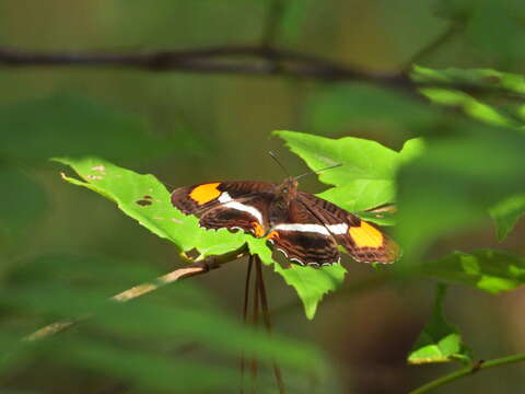 Image of Adelpha donysa