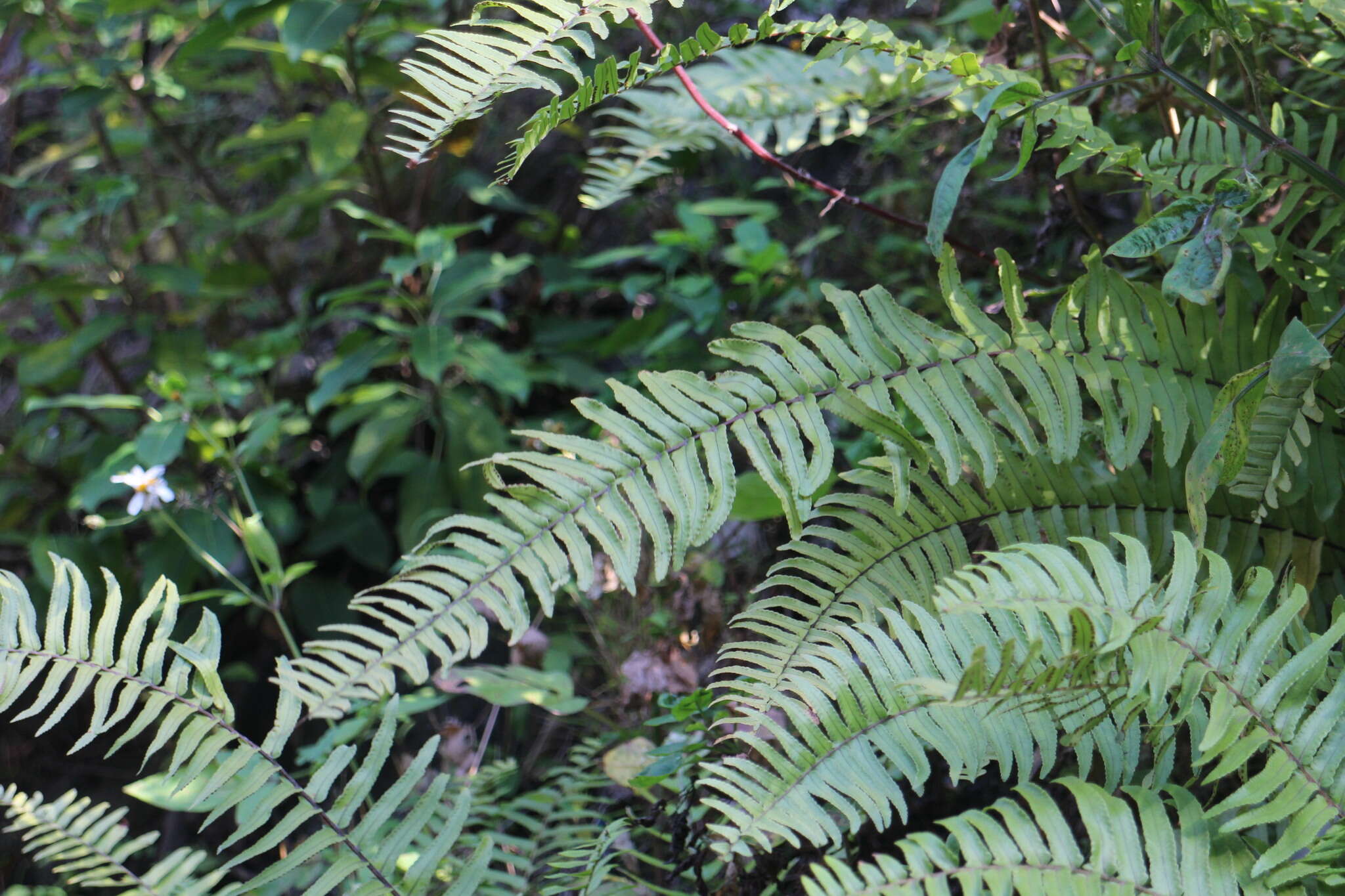 Imagem de Nephrolepis copelandii W. H. Wagner