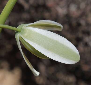 Image of Albuca canadensis (L.) F. M. Leight.