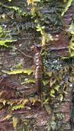 Image of Knobbed Salmonfly