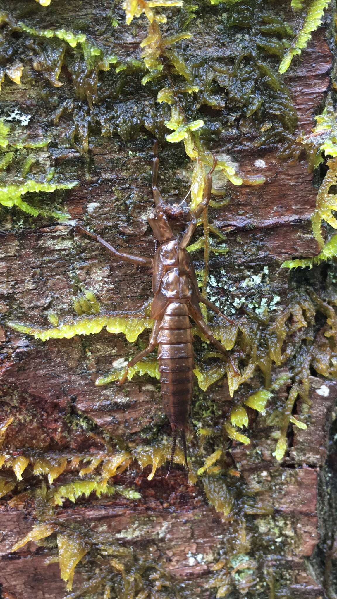 Image of Knobbed Salmonfly